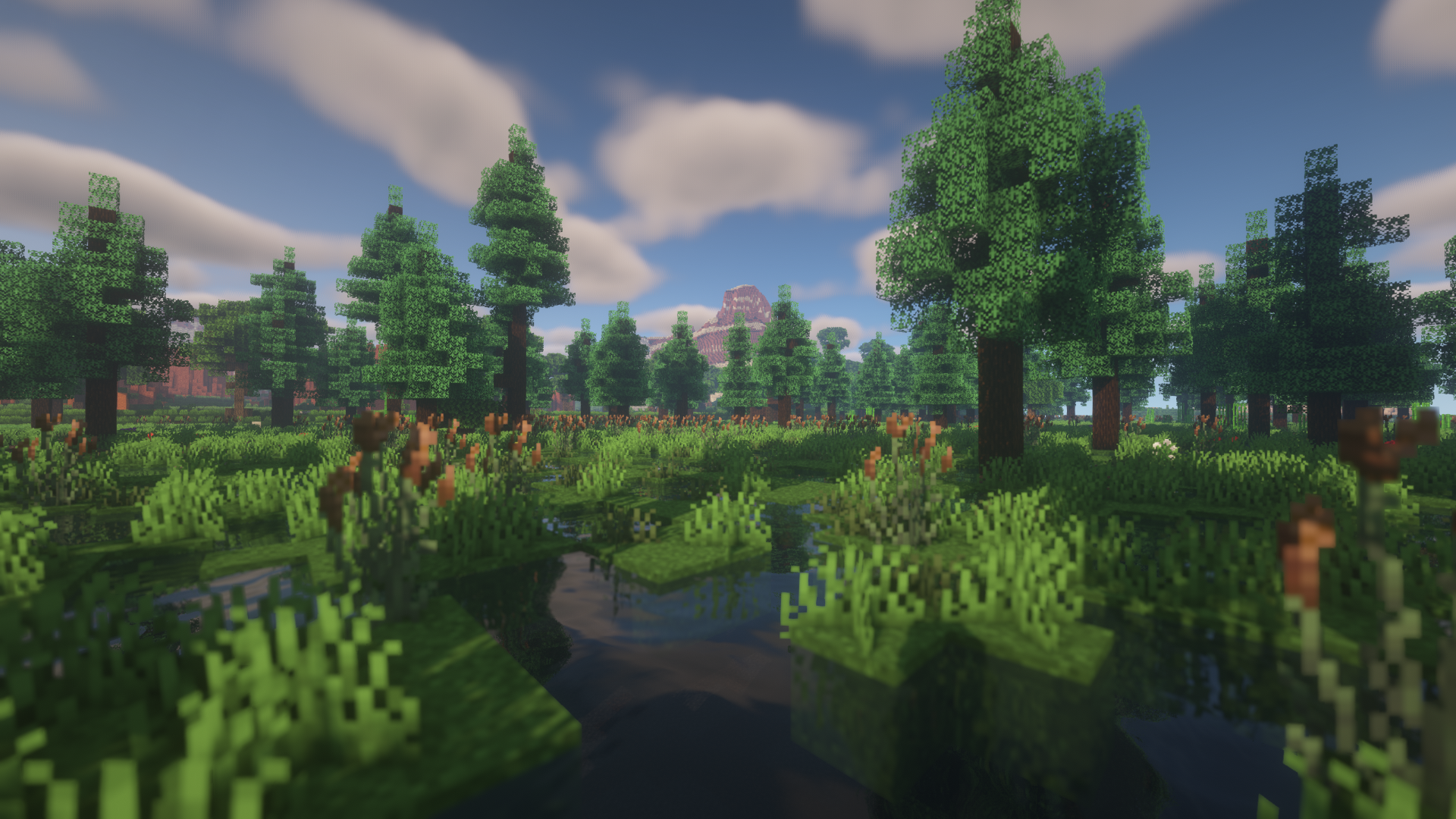 Swamp