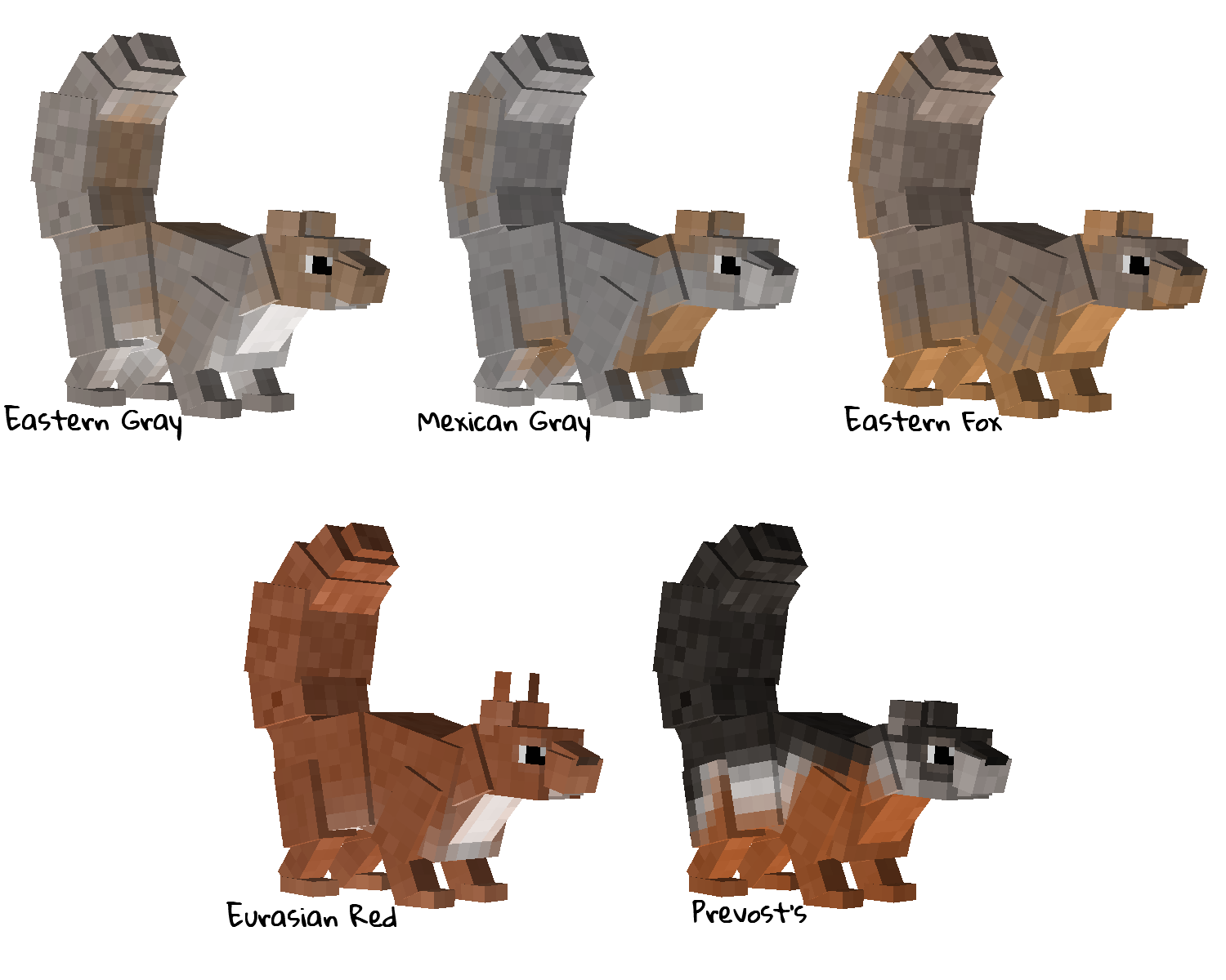 Tree Squirrel variants