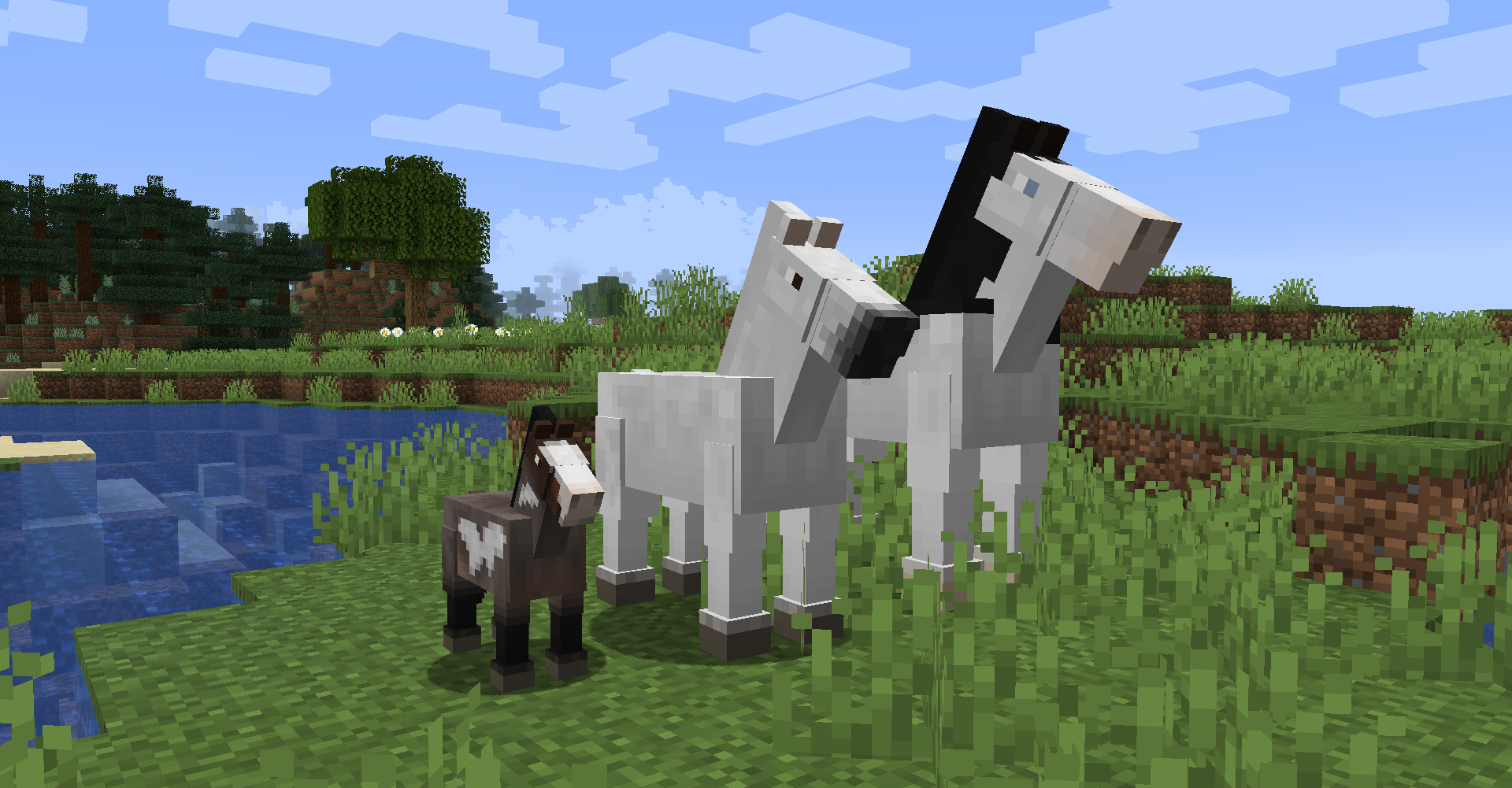 Horse size variation