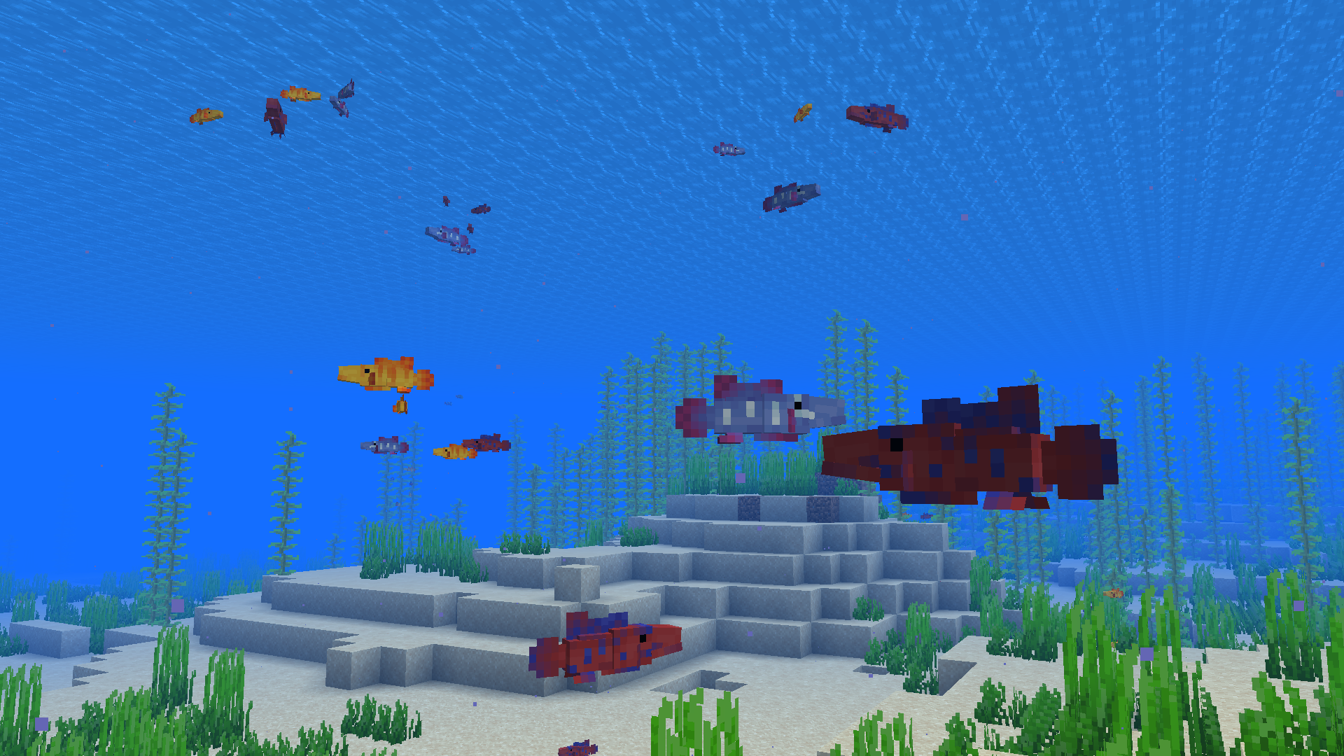 Splashtails in the warm ocean