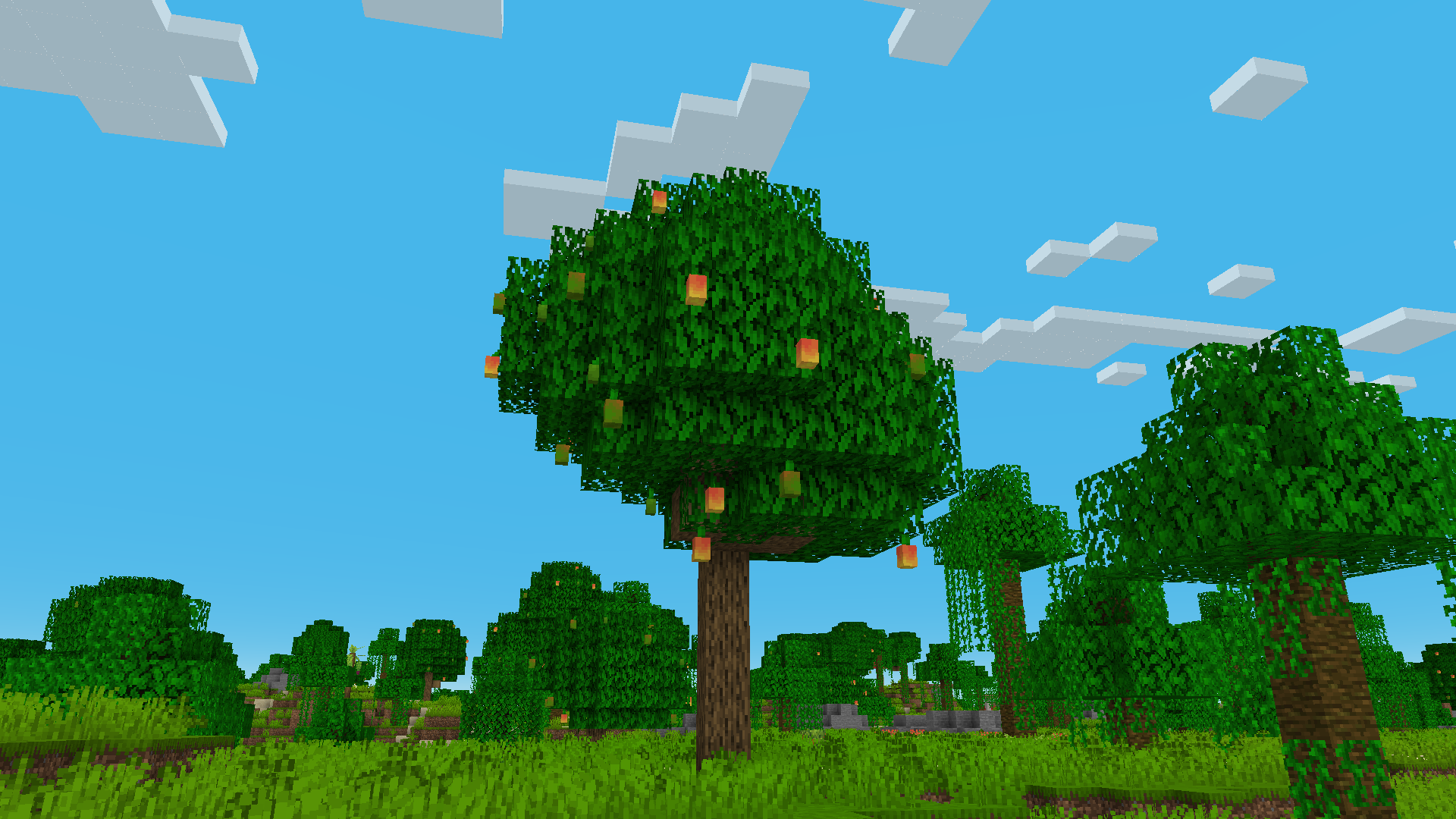 Mango Tree